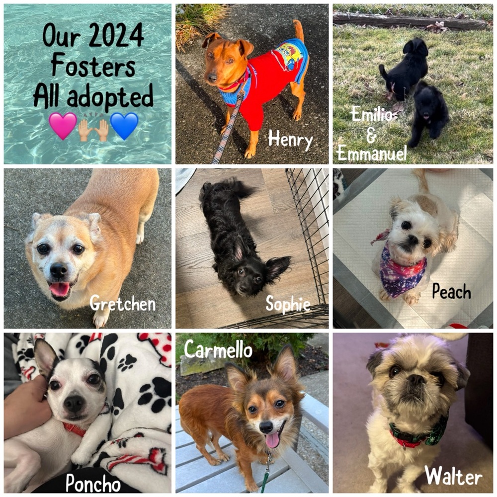 15% of my sales go to: Berea Animal Rescue & Angels for Animals Medical Fund 🐾